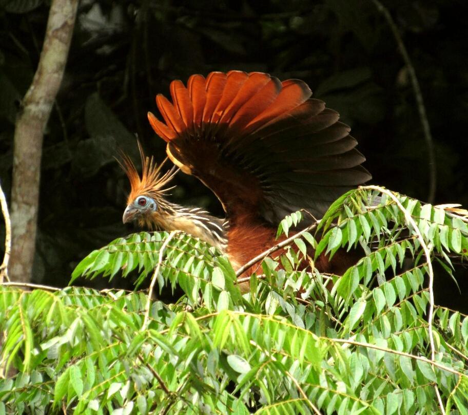 Yarina Eco Lodge Derna エクステリア 写真