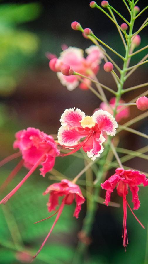 Yarina Eco Lodge Derna エクステリア 写真
